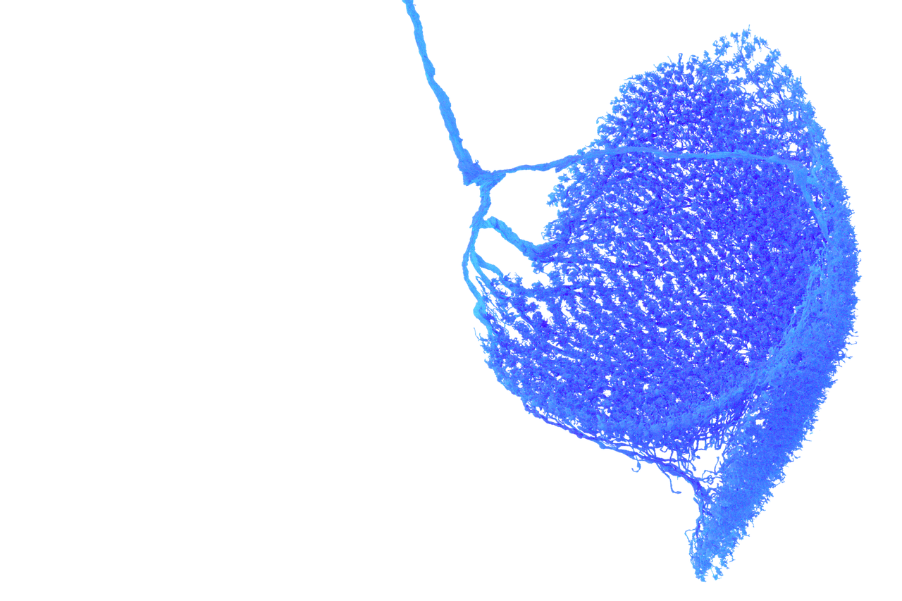 CT1 neurons identified by Zhihao Zheng and proofread by Seung Lab. Rendered by Amy Sterling for FlyWire