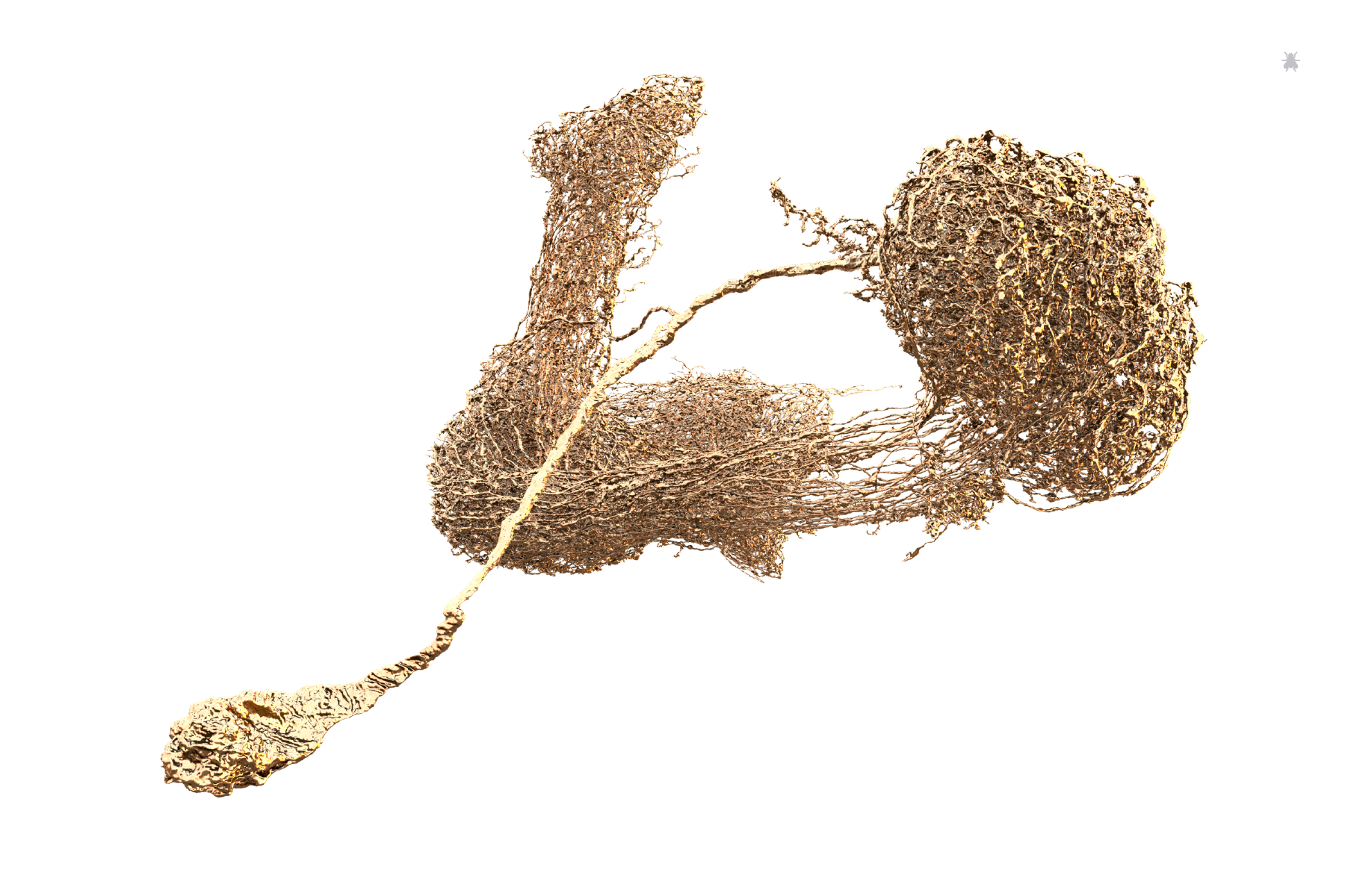 APL Neurons of the mushroon body. With a combined length of 13 cm, this spectacular pair of cells is the longest in the fly brain and if laid end to end would be 43 times longer than the entire fly. Identified by Zhihao Zheng and proofread through over 3,000 edits by Jefferis, Murthy, Seung Labs. Rendered by Amy Sterling for FlyWire.
