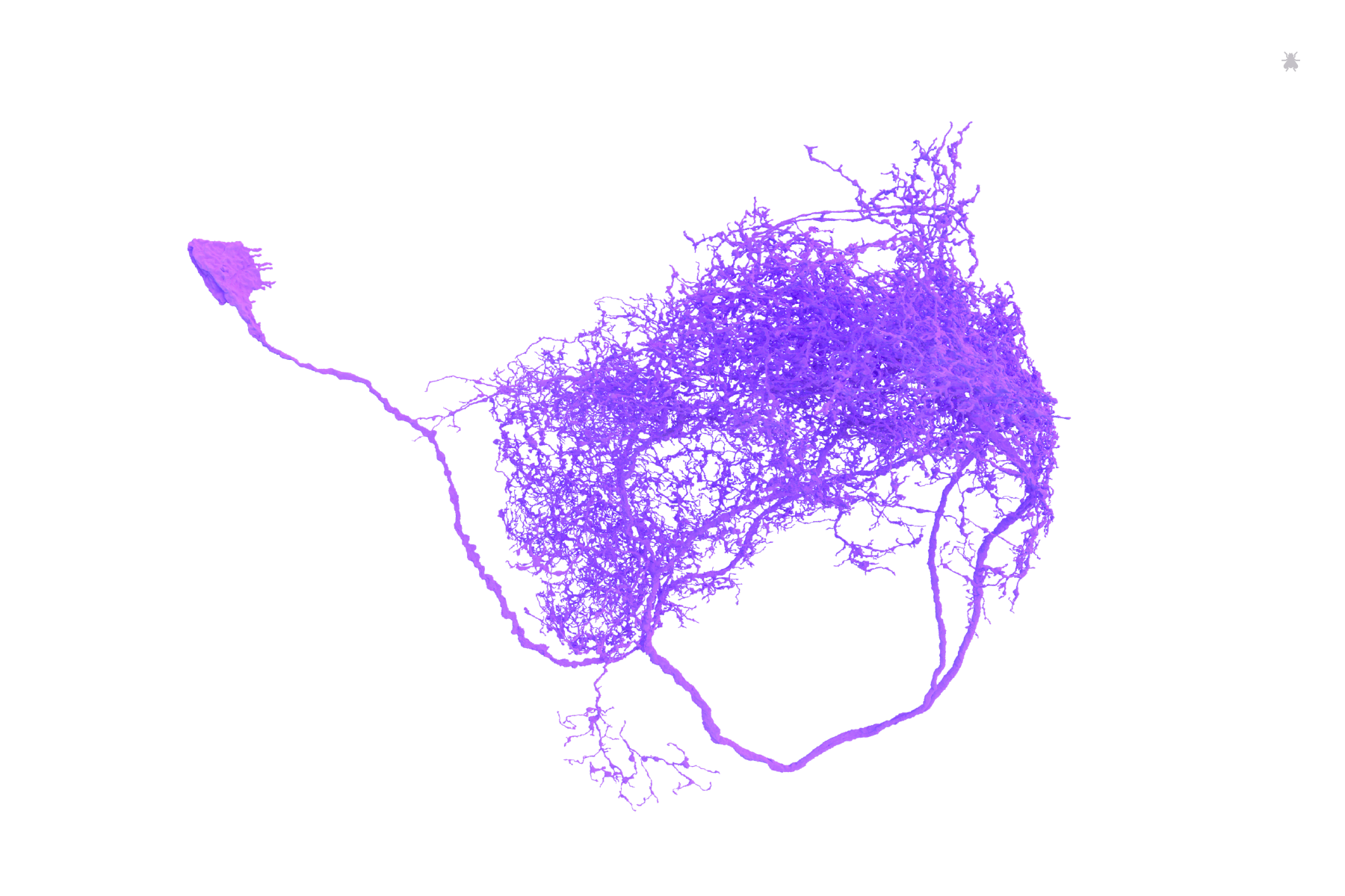 AVLP538 neurons identified by Philipp Schlegel of Greg Jefferis Lab and proofread by members from Jefferis, Murthy, Seung Labs + citizen scientists AzureJay and KrzystofKruk. Rendered by Amy Sterling for FlyWire