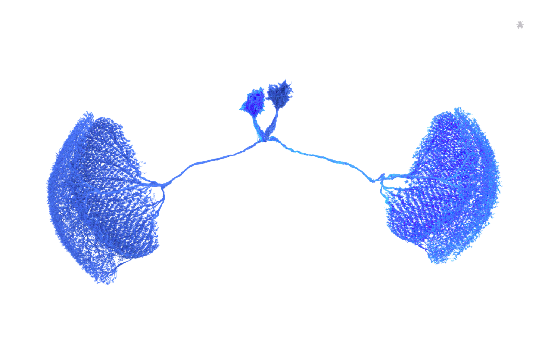 CT1 neurons identified by Zhihao Zheng and proofread by Seung Lab. Rendered by Amy Sterling for FlyWire