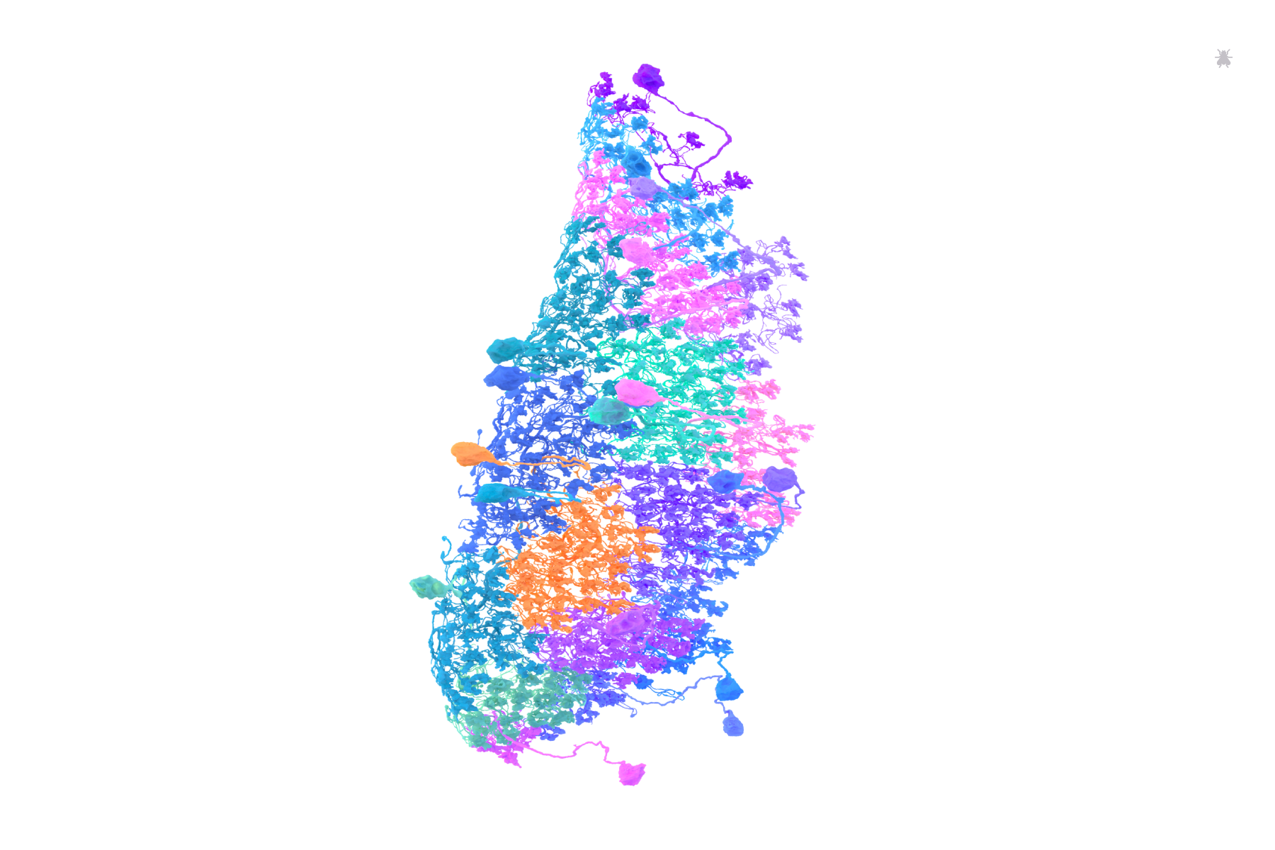 DM4 neurons identified by Emil Kind and rendered by Amy Sterling for FlyWire
