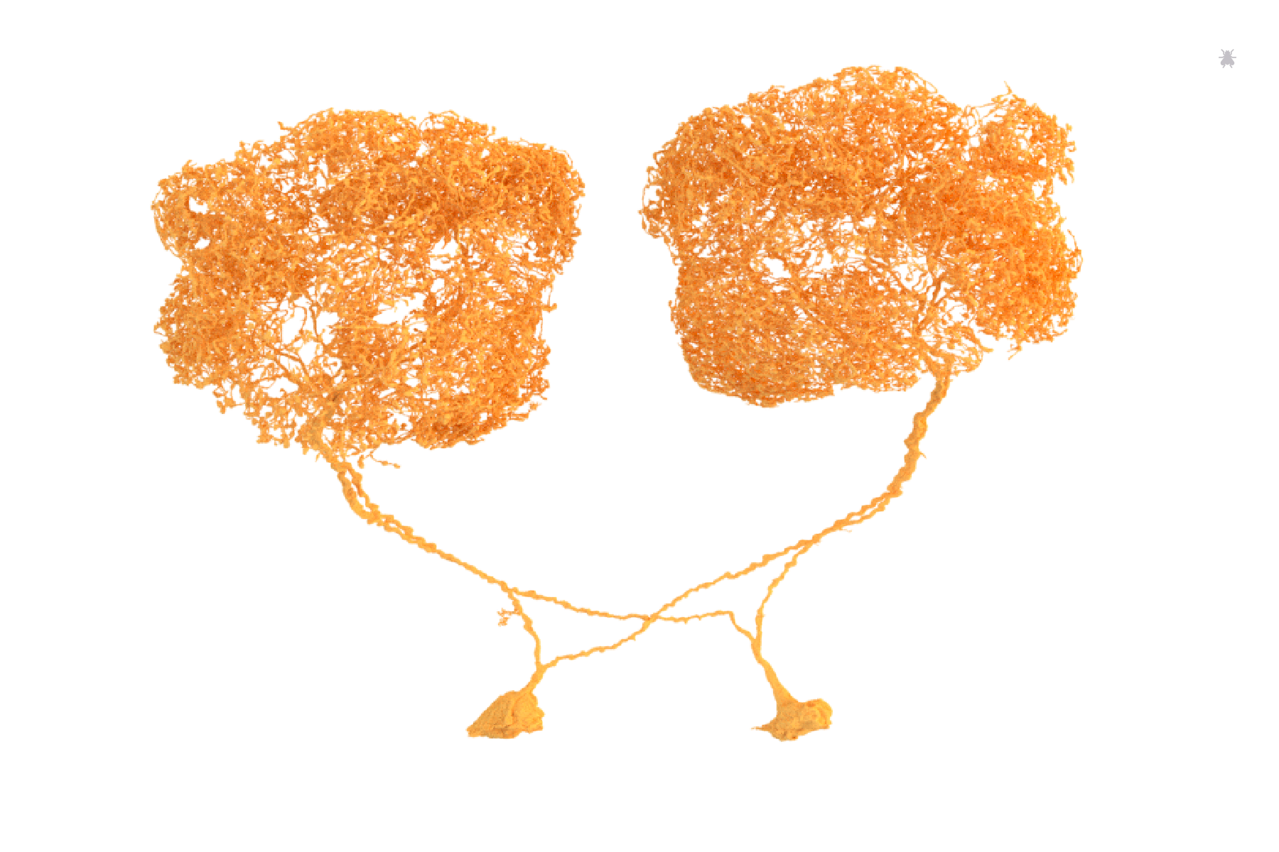 Keystone neurons (il3LN6) identified by Philipp Schlegel of Jefferis Lab and proofread in FlyWire by labs of Jefferis, Lee, Murthy, and Seung. Rendered by Amy Sterling for FlyWire.