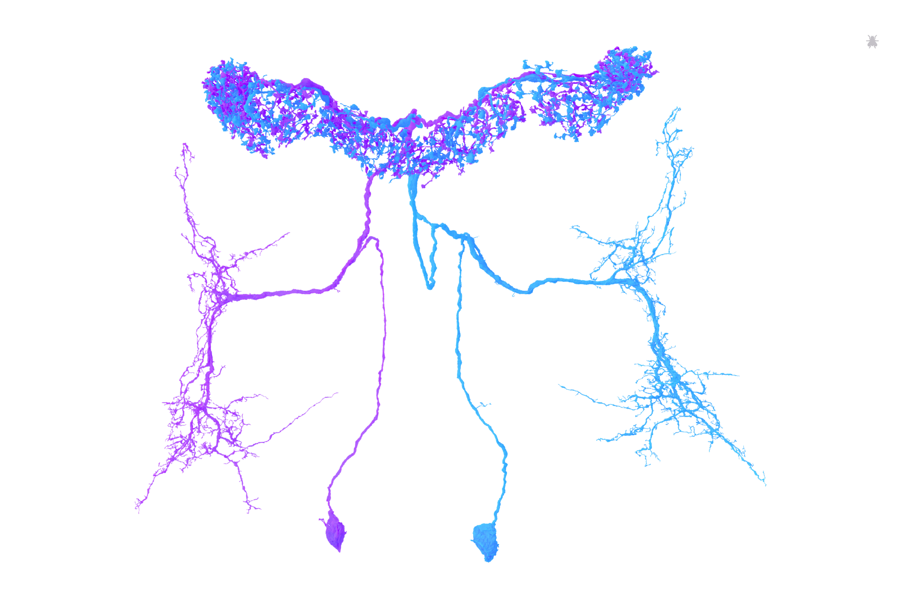 LPSP neurons identified by Claire McKellar of Seung Lab and Dustin Garner of Sung Soo Kim Lab. Proofread by Murthy Lab. Rendered by Amy Sterling for FlyWire.