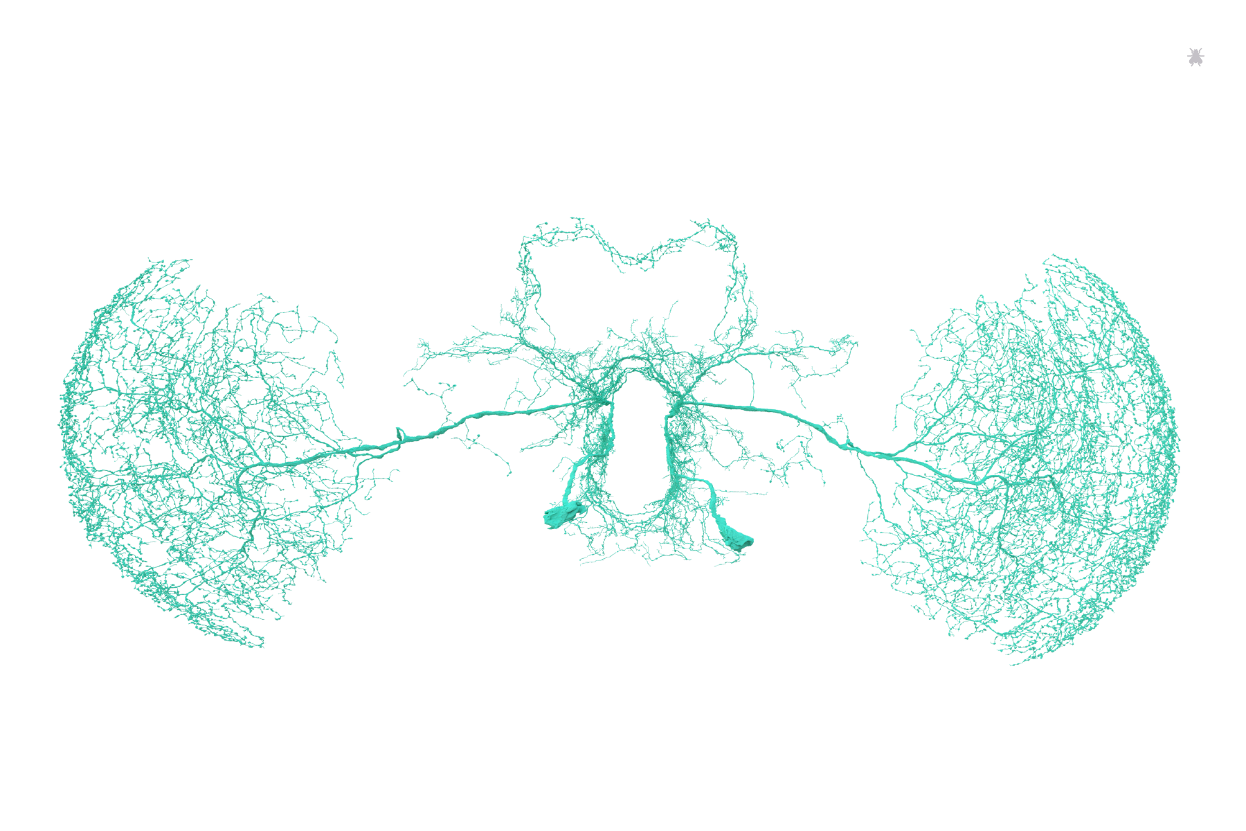 OA-AL2i1 neurons identified by Greg Jefferis and proofread through a combined 746 edits from members of Jefferis, Murthy, Seung Labs + citizen scientists Krzystof Kruk and Nseraf. Rendered by Amy Sterling for FlyWire
