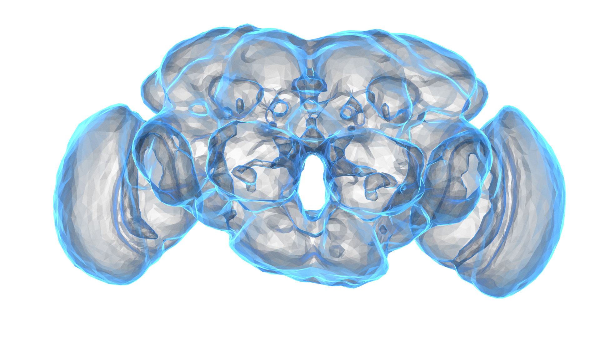 Drosophila brain by Greg Jefferis. Rendered by Amy Sterling for FlyWire